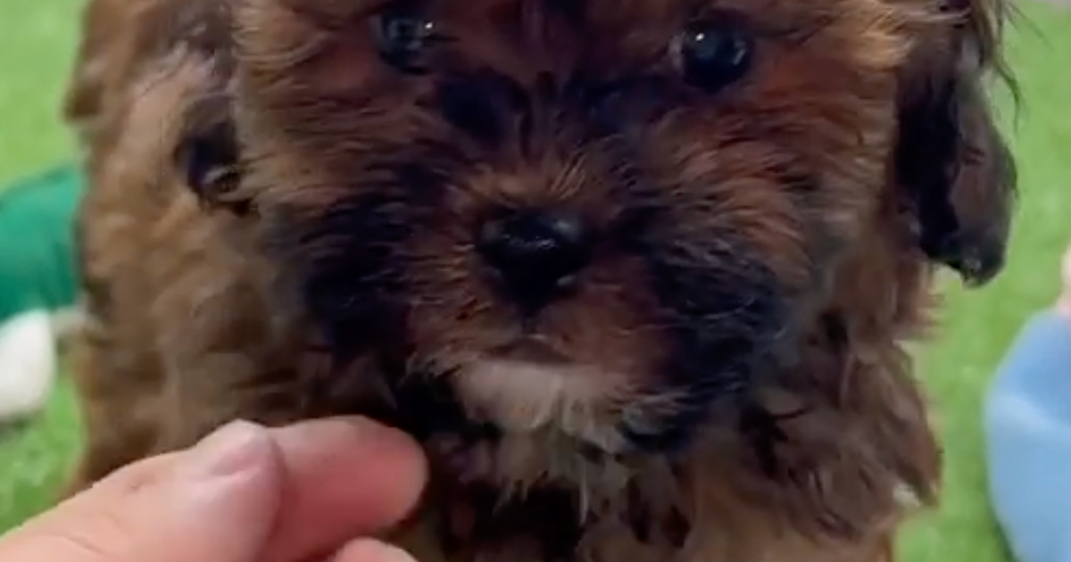 Designer Shih Poo Puppies For Sale - Windy City Pups